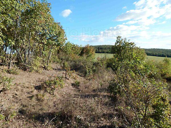 Balatonszőlős 3. képe