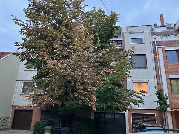 Dugonics, Szeged 2. képe