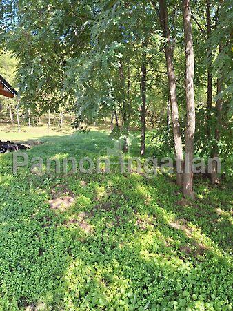 Magyarpolány 2. képe