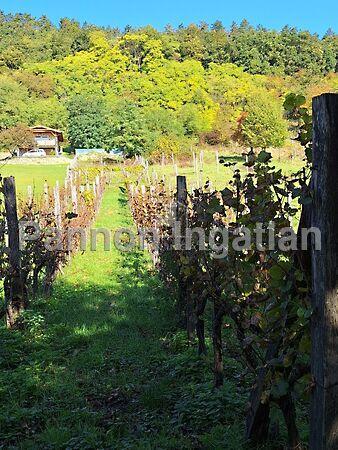 Magyarpolány 3. képe