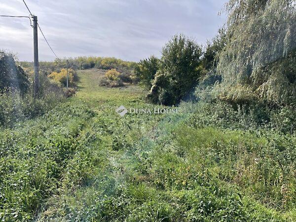 Királyvölgy, Tinnye képe