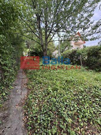 Nárcisz, Pomáz 3. képe