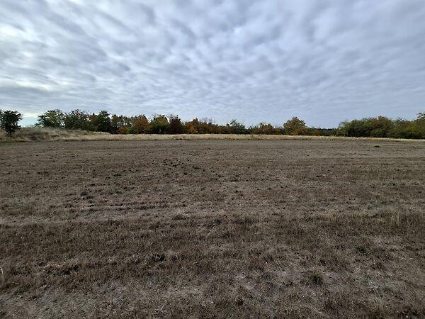 Bercsényi Miklós, Gomba képe