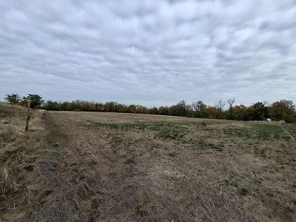 Bercsényi Miklós, Gomba 2. képe