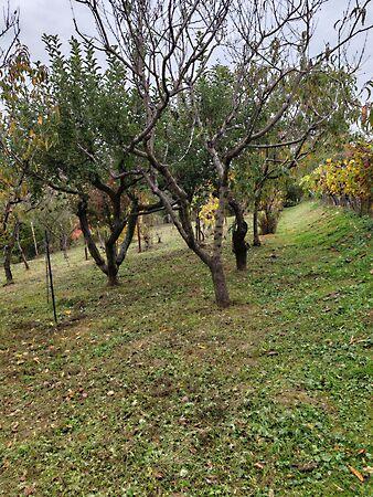 Zalaegerszeg 2. képe