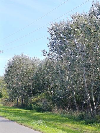 Körösnagyharsány 3. képe