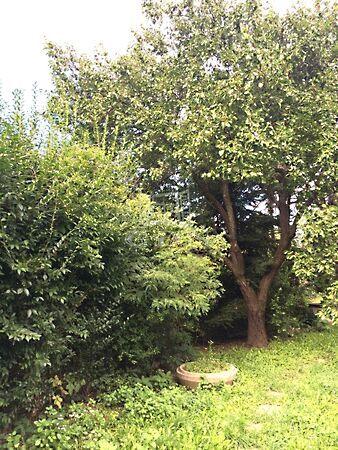 Attila.,u., Maglód 2. képe