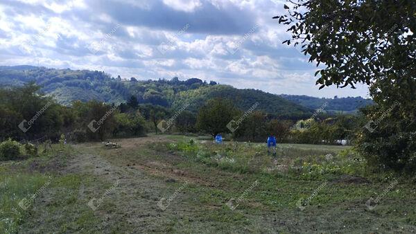 Homoktövis, Zalaegerszeg képe