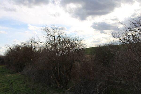 Ady Endre, Iregszemcse képe