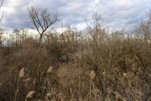 Ady Endre, Iregszemcse 2. képe