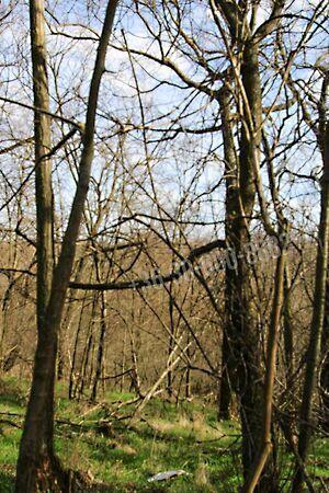 Iregszemcse 3. képe