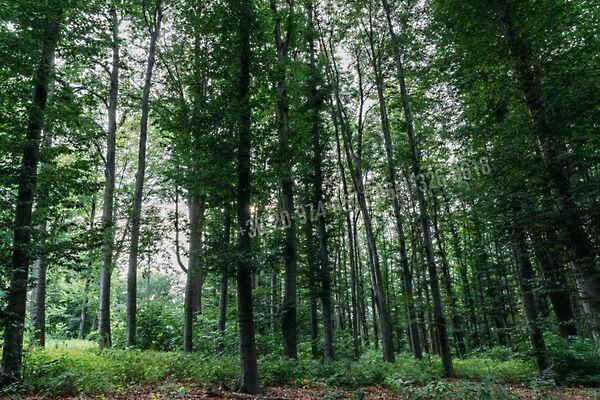 Nagykapos, Budapest, XII. kerület 2. képe