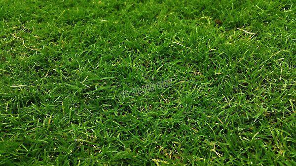 Vak Bottyán, Balatonszabadi képe