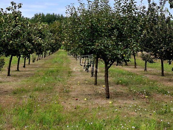 BIRSALMA, Péteri képe