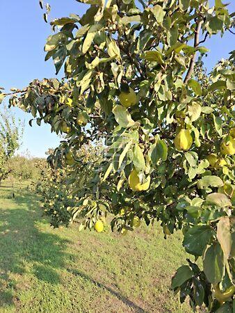 BIRSALMA, Péteri 3. képe