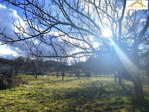 Kőris, Sárszentmihály képe