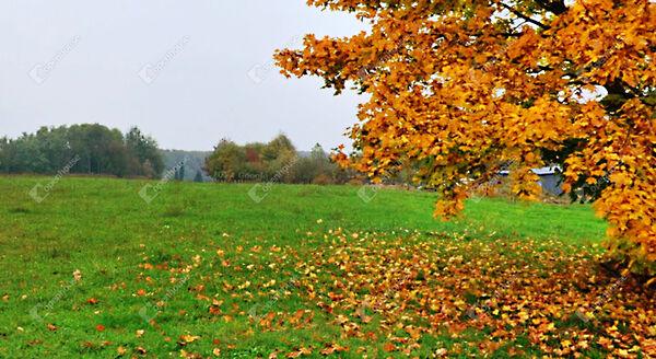 Kemestaródfa 3. képe