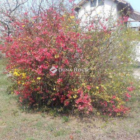 Béke, Erdőkertes képe