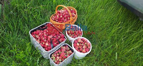 Rákoshegy csendes mellékutcában található, Budapest, XVII. kerület 2. képe