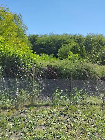 Pápateszér 3. képe