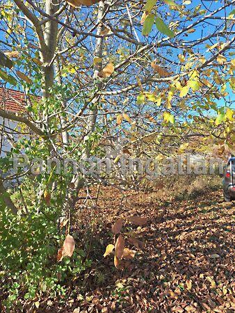 Magyarpolány 3. képe