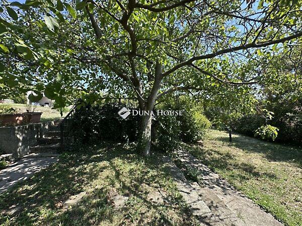 Búzavirág, Szentendre 3. képe