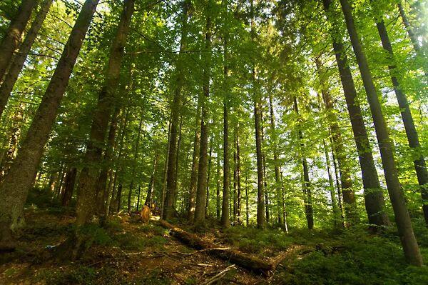 Szentkirályszabadja képe