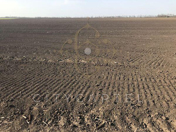 Tótkomlós 3. képe