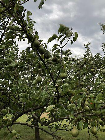 Alsópáhok 3. képe