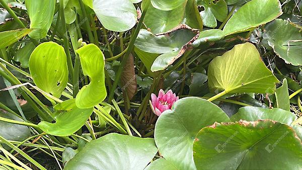 Szabadság, Zalalövő 2. képe