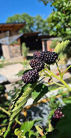 Szabadság, Zalalövő 3. képe