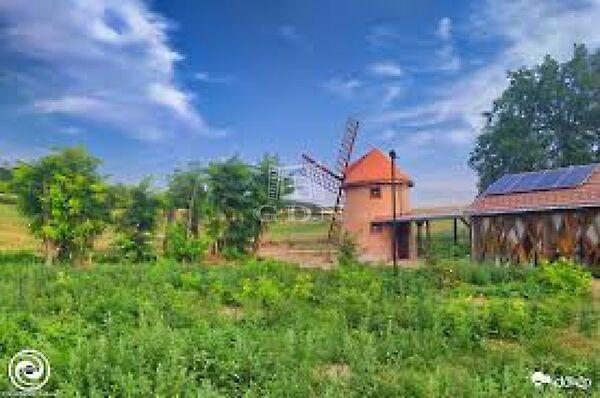 Kamillás, Mogyoród képe