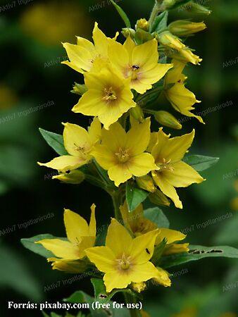 Lizinka, Szeged képe