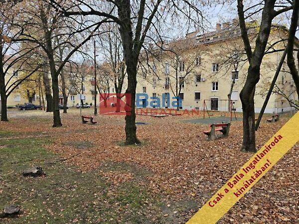 Törökszegfű, Budapest, XV. kerület képe