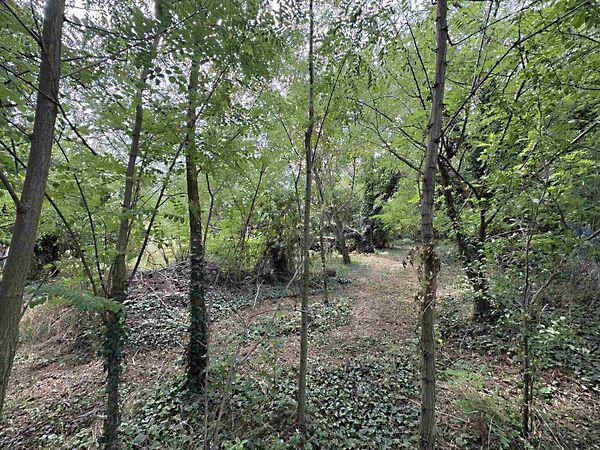 Balatonederics képe