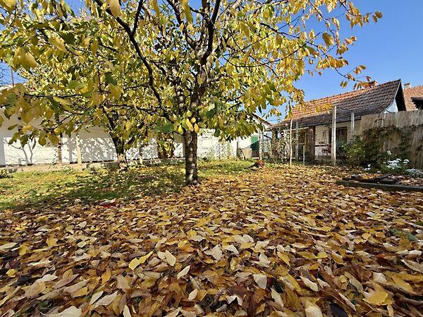 Károlyi, Békéscsaba 3. képe