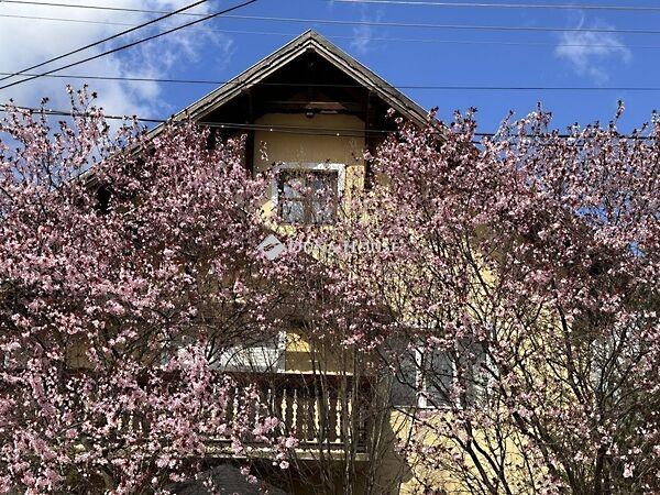 Erdőkertes 3. képe