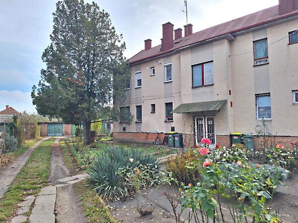 Hóvirág, Hódmezővásárhely képe