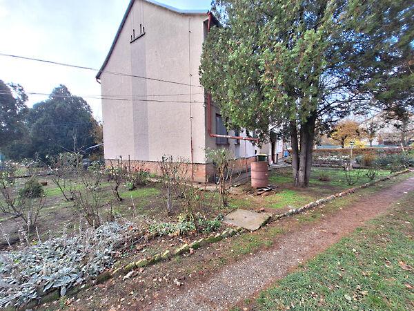 Hóvirág, Hódmezővásárhely 2. képe