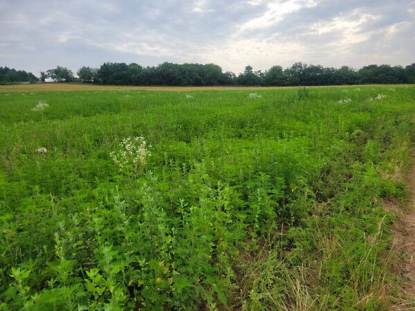 Győrújbarát 2. képe