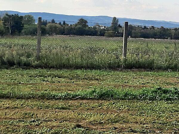 Balatonszárszó 2. képe