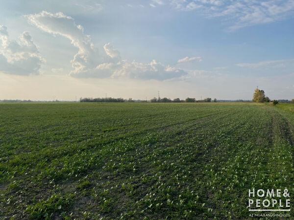 Hódmezővásárhely 3. képe