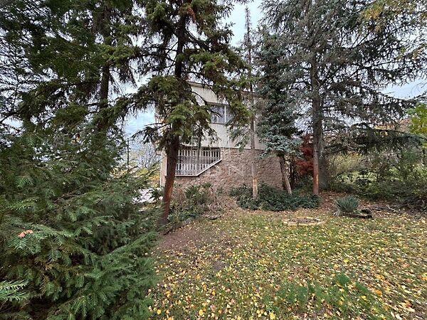 Rigó, Dunaalmás 3. képe