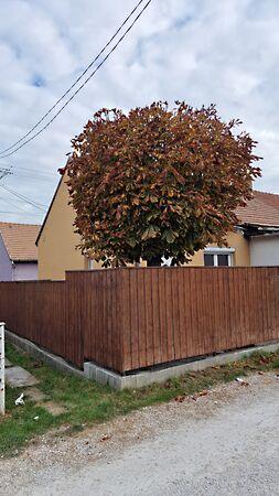 Nefelejcs, Tokodaltáró 2. képe