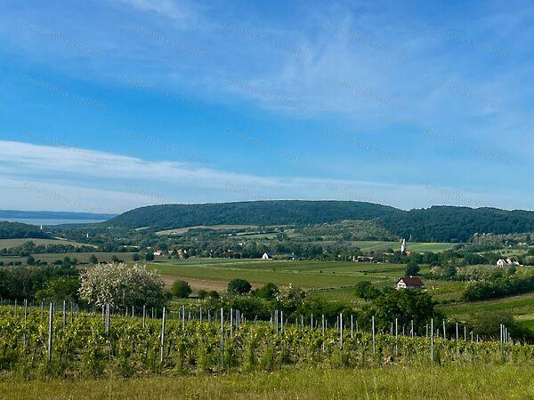 Szentjakabfa 2. képe