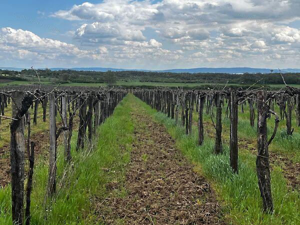 Szentantalfa 3. képe