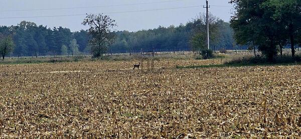 Felsőmarác 2. képe