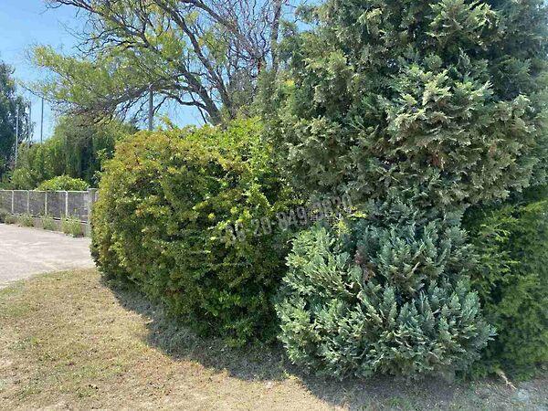 Dunaharaszti 3. képe