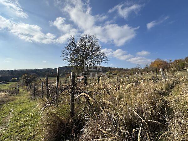 erdő, Csákvár 2. képe