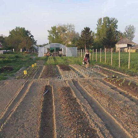 Doborgaz, Dunasziget 3. képe